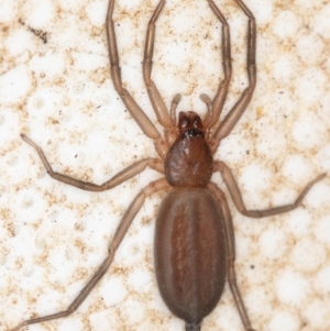 Gnaphosidae or Trochanteriidae (families) at Kambah, ACT - 28 Mar 2020