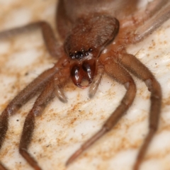 Gnaphosidae or Trochanteriidae (families) at Kambah, ACT - 28 Mar 2020