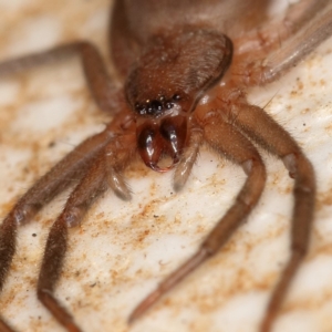 Gnaphosidae or Trochanteriidae (families) at Kambah, ACT - 28 Mar 2020