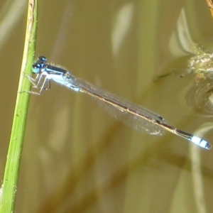 Ischnura heterosticta at Fyshwick, ACT - 22 Mar 2020