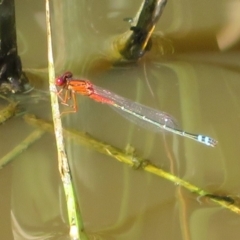 Xanthagrion erythroneurum (Red & Blue Damsel) at Fyshwick, ACT - 22 Mar 2020 by Christine