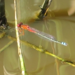 Xanthagrion erythroneurum (Red & Blue Damsel) at Jerrabomberra Wetlands - 22 Mar 2020 by Christine