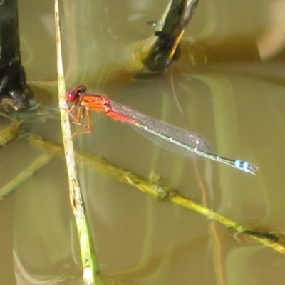 Xanthagrion erythroneurum (Red & Blue Damsel) at Fyshwick, ACT - 22 Mar 2020 by Christine
