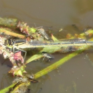 Ischnura heterosticta at Fyshwick, ACT - 22 Mar 2020 03:25 PM