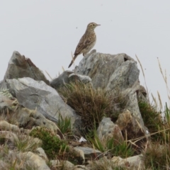 Anthus australis (Australian Pipit) at Geehi, NSW - 24 Feb 2020 by RobParnell