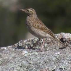 Anthus australis (Australian Pipit) at Kosciuszko National Park, NSW - 23 Feb 2020 by RobParnell