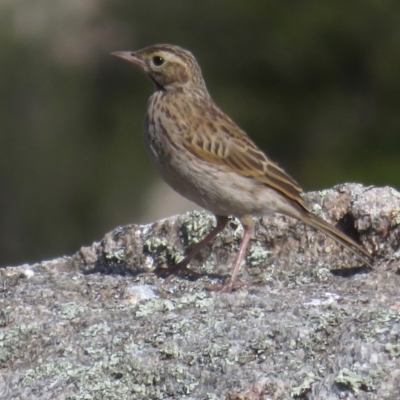 Anthus australis (Australian Pipit) at Kosciuszko National Park, NSW - 23 Feb 2020 by RobParnell