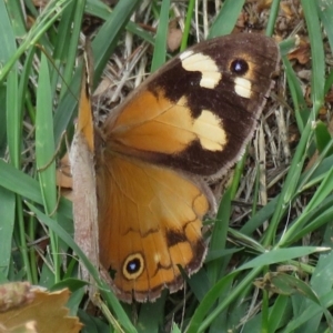 Heteronympha merope at Narrabundah, ACT - 24 Mar 2020