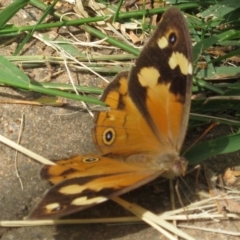 Heteronympha merope at Narrabundah, ACT - 24 Mar 2020