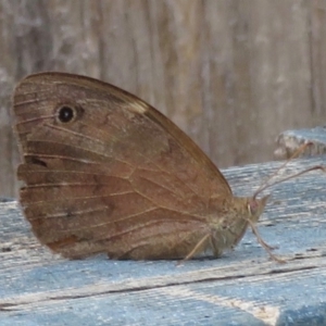 Heteronympha merope at Narrabundah, ACT - 24 Mar 2020