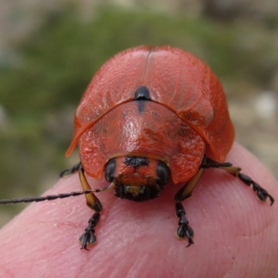 Paropsis augusta (A eucalypt leaf beetle) at Geehi, NSW - 24 Feb 2020 by RobParnell