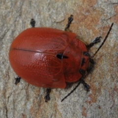 Paropsis augusta at Geehi, NSW - 24 Feb 2020