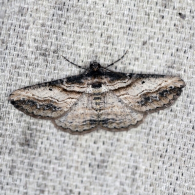 Syneora euboliaria (Boarmiini, Geometer moth) at O'Connor, ACT - 26 Mar 2020 by ibaird