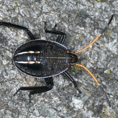 Theseus modestus (Gum tree shield bug) at Majura, ACT - 27 Mar 2020 by jbromilow50