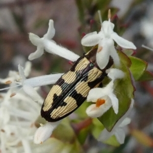 Castiarina decemmaculata at Theodore, ACT - 28 Oct 2018