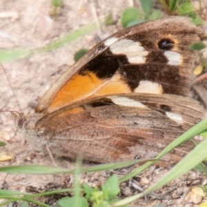 Heteronympha merope at Chapman, ACT - 26 Mar 2020