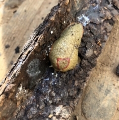 Triboniophorus graeffei (Red Triangle Slug) at Wattamolla, NSW - 28 Mar 2020 by WattaWanderer