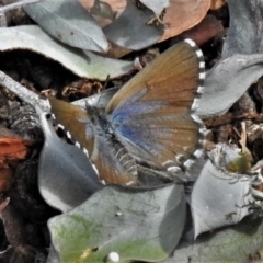 Theclinesthes serpentata (Saltbush Blue) at Wanniassa, ACT - 28 Mar 2020 by JohnBundock