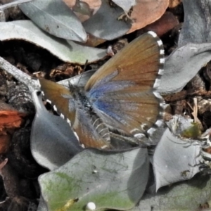 Theclinesthes serpentata at Wanniassa, ACT - 28 Mar 2020 03:41 PM