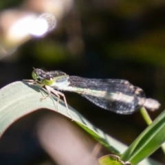 Ischnura aurora at Cooleman Ridge - 26 Mar 2020