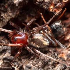 Habronestes bradleyi (Bradley's Ant-Eating Spider) at Latham, ACT - 28 Mar 2020 by Roger