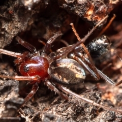 Habronestes bradleyi (Bradley's Ant-Eating Spider) at Umbagong District Park - 28 Mar 2020 by Roger