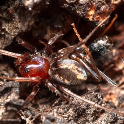 Habronestes bradleyi (Bradley's Ant-Eating Spider) at Latham, ACT - 28 Mar 2020 by Roger