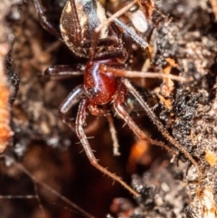 Habronestes bradleyi at Latham, ACT - 28 Mar 2020