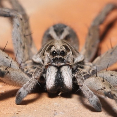 Tasmanicosa godeffroyi (Garden Wolf Spider) at Evatt, ACT - 25 Mar 2020 by TimL