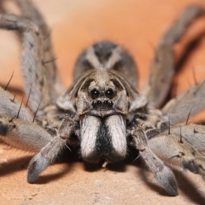 Tasmanicosa godeffroyi (Garden Wolf Spider) at Evatt, ACT - 26 Mar 2020 by TimL