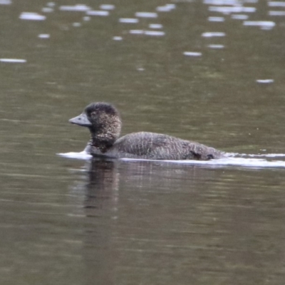 Biziura lobata (Musk Duck) at Greenway, ACT - 28 Mar 2020 by RodDeb