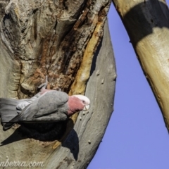 Eolophus roseicapilla (Galah) at Hughes, ACT - 20 Mar 2020 by JonSteinbeck