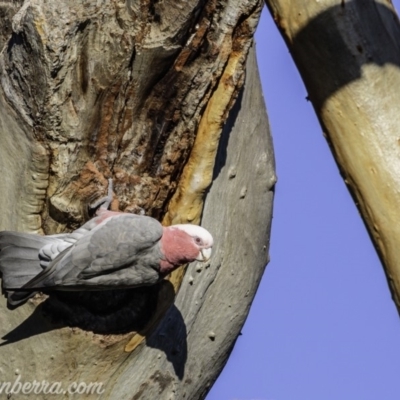 Eolophus roseicapilla (Galah) at Hughes, ACT - 20 Mar 2020 by BIrdsinCanberra