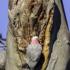 Eolophus roseicapilla at Hughes, ACT - 20 Mar 2020