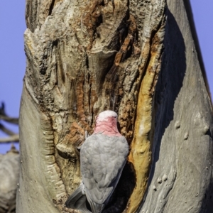 Eolophus roseicapilla at Hughes, ACT - 20 Mar 2020