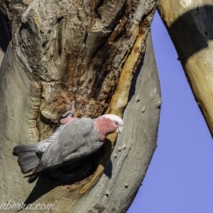 Eolophus roseicapilla at Hughes, ACT - 20 Mar 2020