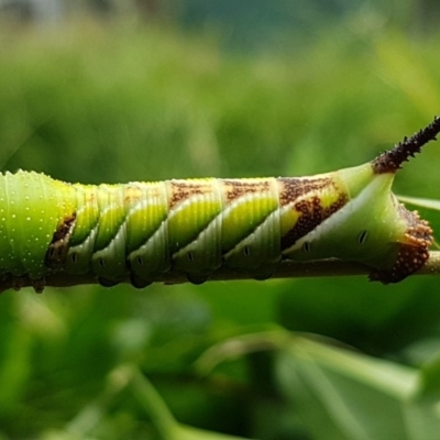 Psilogramma casuarinae (Privet Hawk Moth) at Holt, ACT - 28 Mar 2020 by trevorpreston