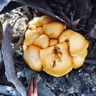 Gymnopilus junonius (Spectacular Rustgill) at Lerida, NSW - 27 Mar 2020 by RWPurdie