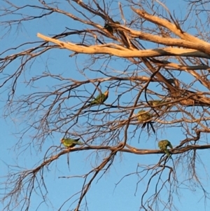 Polytelis swainsonii at Deakin, ACT - suppressed