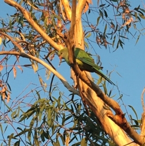 Polytelis swainsonii at Deakin, ACT - suppressed