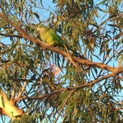 Polytelis swainsonii at Deakin, ACT - suppressed