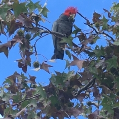 Callocephalon fimbriatum (Gang-gang Cockatoo) at Hughes, ACT - 27 Mar 2020 by KL