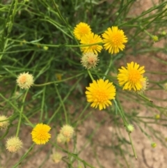 Calotis lappulacea (Yellow Burr Daisy) at Deakin, ACT - 24 Mar 2020 by KL