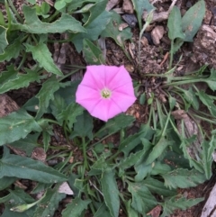 Convolvulus angustissimus subsp. angustissimus (Australian Bindweed) at Hughes, ACT - 24 Mar 2020 by KL