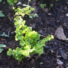 Adiantum aethiopicum (Common Maidenhair Fern) at Surf Beach, NSW - 27 Mar 2020 by LyndalT