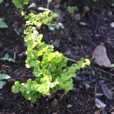 Adiantum aethiopicum (Common Maidenhair Fern) at Surf Beach, NSW - 27 Mar 2020 by LyndalT