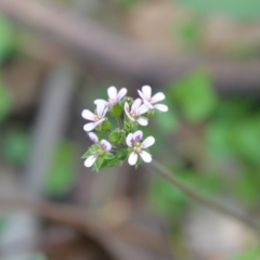 Pelargonium australe (Austral Stork's-bill) at Surf Beach, NSW - 28 Mar 2020 by LyndalT