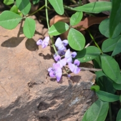 Glycine clandestina (Twining Glycine) at Surf Beach, NSW - 28 Mar 2020 by LyndalT