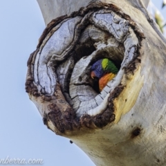Trichoglossus moluccanus (Rainbow Lorikeet) at Hughes, ACT - 20 Mar 2020 by JonSteinbeck
