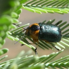 Aporocera (Aporocera) consors (A leaf beetle) at Red Hill, ACT - 28 Mar 2020 by HarveyPerkins